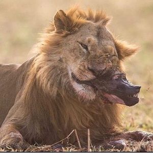 Meet your Posher, Elvin